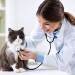 How to Find Location for an Animal Hospital