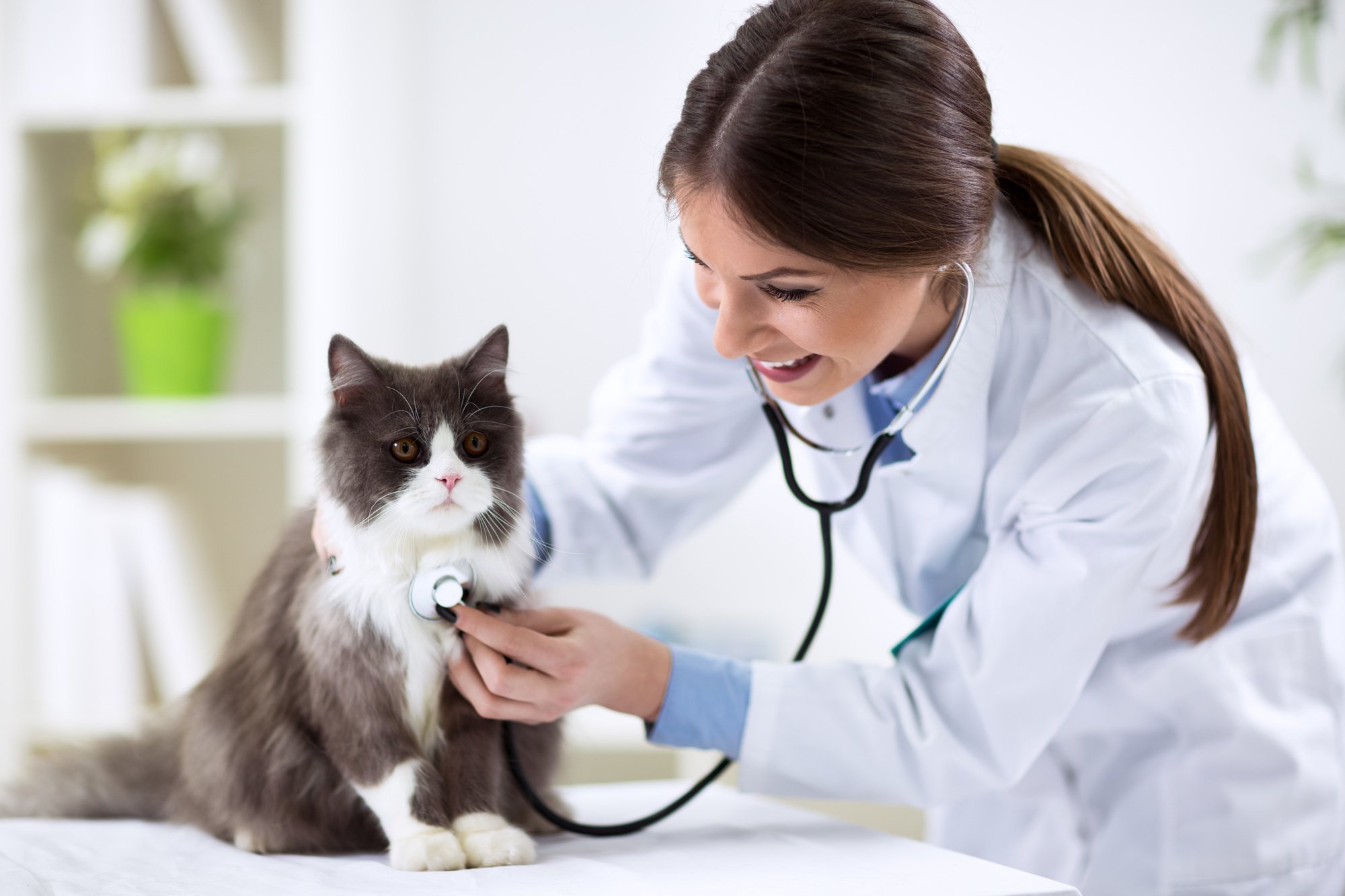 How to Find Location for an Animal Hospital